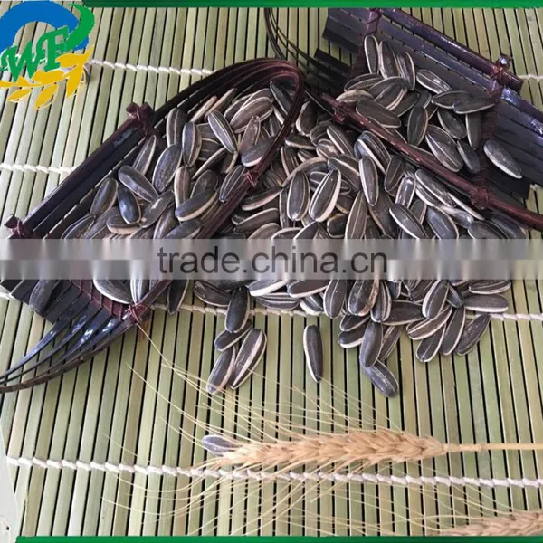 Cheap's New Good Sunflower Seed 5009 photo-3