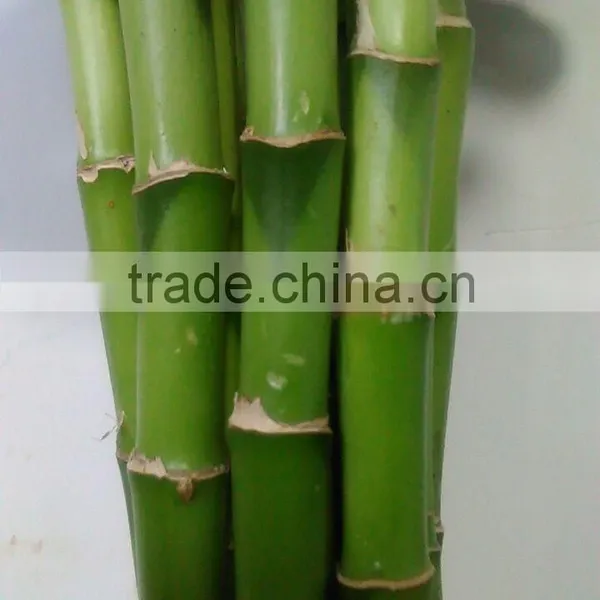 Indoor Plants 50cm Straight Lucky Bamboo Decorative Plant photo-4