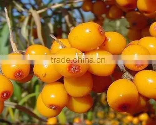 High Quality Pure Natural Improve Immunity Seabuckthorn Fruit Oil Healthcare Medical CQ2 Super Critical Extract photo-3