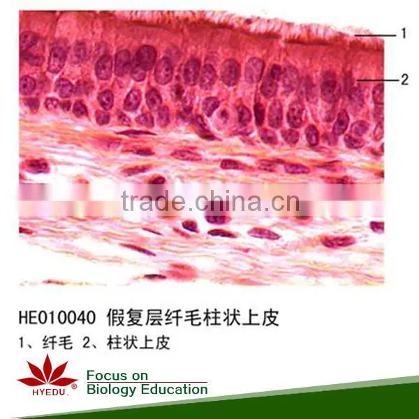 Teaching and Lab Science Individual Histology Slides Microscope Accessories photo-4