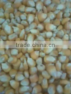 Yellow Corn