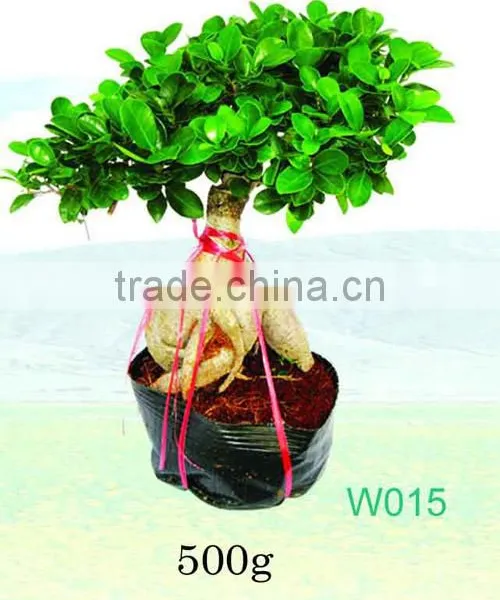 Ficus Microcarpa