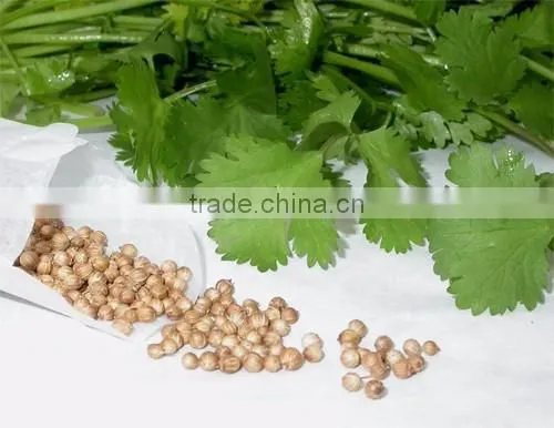 CORIANDER LEAF OIL photo-5