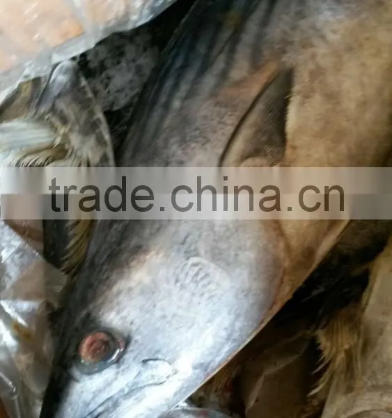 Seafrozen Sarda Sarda 1.5kg + photo-6