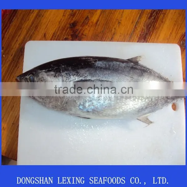Frozen Tuna Fish