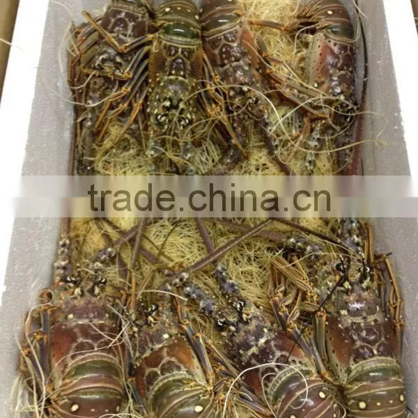 Spiny Lobster photo-2