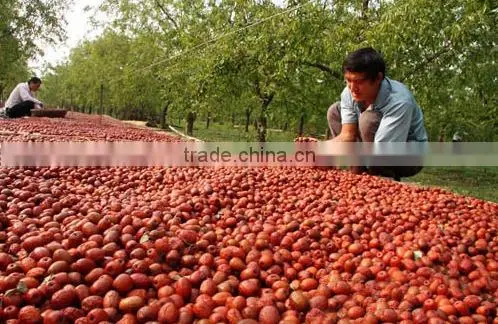 Xinjiang Dried Jujube Fruit and Red Jujube