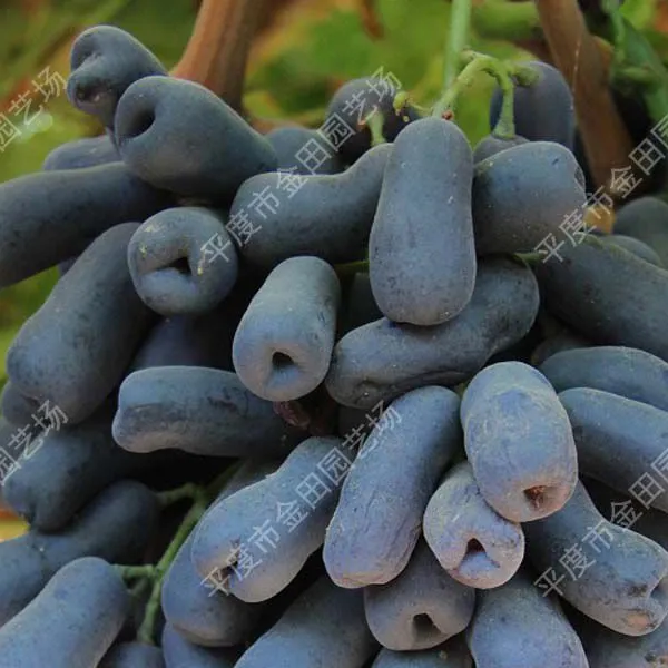 Moon-drops-Grapery-dropbox Grape Seedling Grape Vines