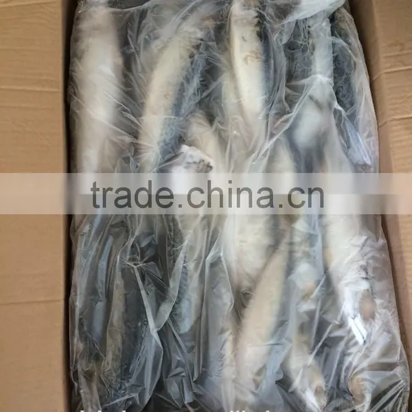 Landing Frozen Pacific Mackerel With Size 80-100 Pcs / 10kg photo-2