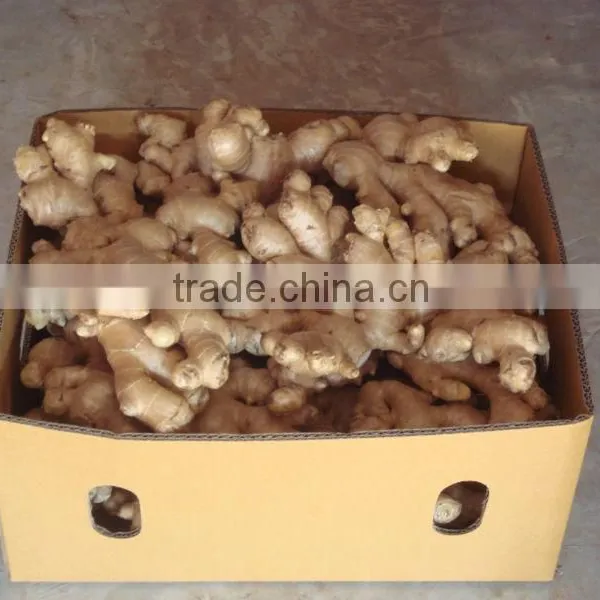 Fresh Ginger From Thailand