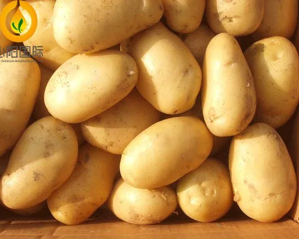 Fresh Potato photo-3