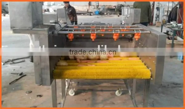 Zhengzhou Thrive Brand Vegetable Carrot Process Machine/potato Washing Machine Quality Choice photo-5
