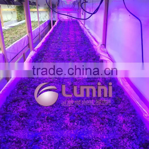 LED Plant Grow Light