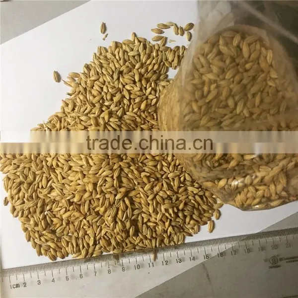 Ukraine Barley ,barley Seeds Have Good Quality and Price photo-4