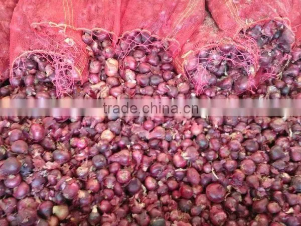 SUPPLY TOP QUALITY BEST GRADE EGYPTIAN ONIONS