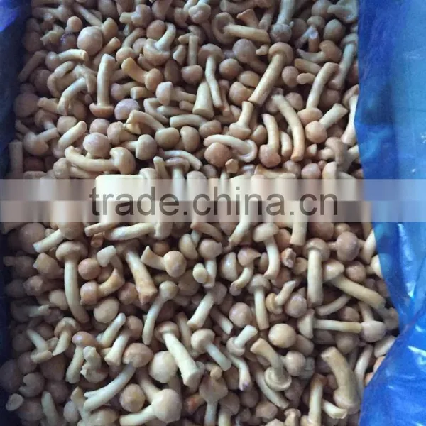 Export Bulk Package Dried Mushroom photo-6