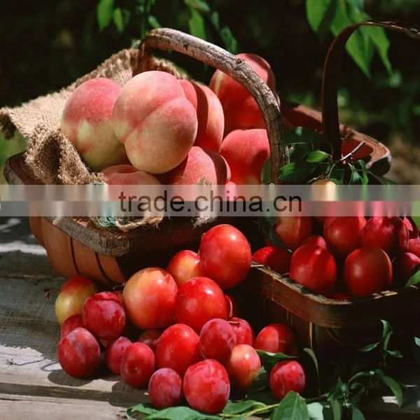 Plant Growth Regulator 20% Crystal Gibberellic Acid photo-6