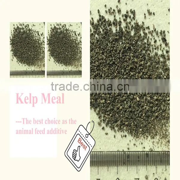 High Quality Dried Seaweed Powde Kelp Meal photo-5