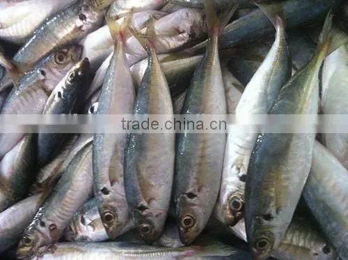 Frozen Horse Mackerel Hot Sale Fresh Fish Made in China photo-3