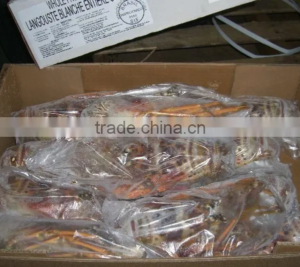 Spiny Lobster photo-3