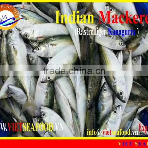 FROZEN INDIAN MACKEREL photo-6