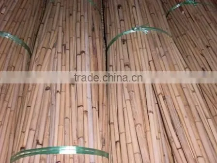 Raw White Pahang All Size Cane photo-6