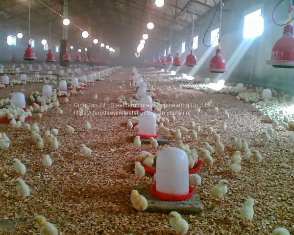 Steel Structure Design Poultry Farm Shed / Poultry Farm Structures photo-5