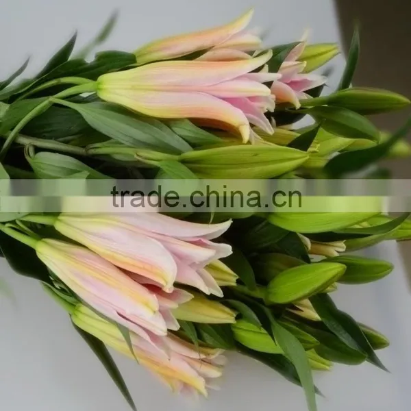 New Sorbonne Export Lilies Fresh Cut Flowers photo-6