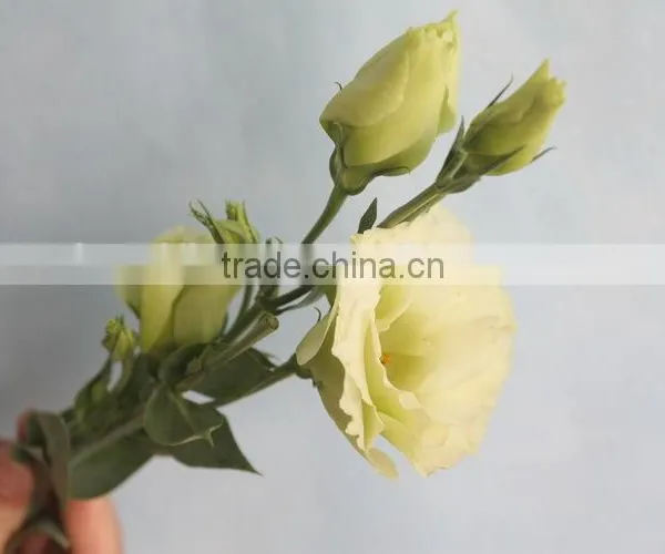 Wide Varieties New Coming Beautiful Hybrid Eustoma Grandiflorum photo-2