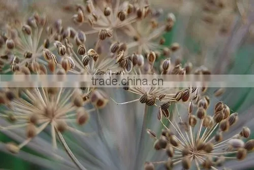 Dill Oil Natural /Dill Seed Essential Oil