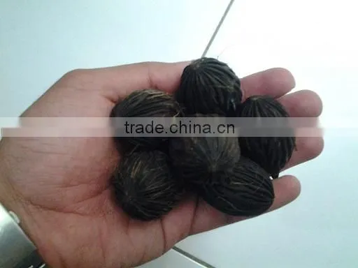 Wodyetia Bifurcata Foxtail Seeds