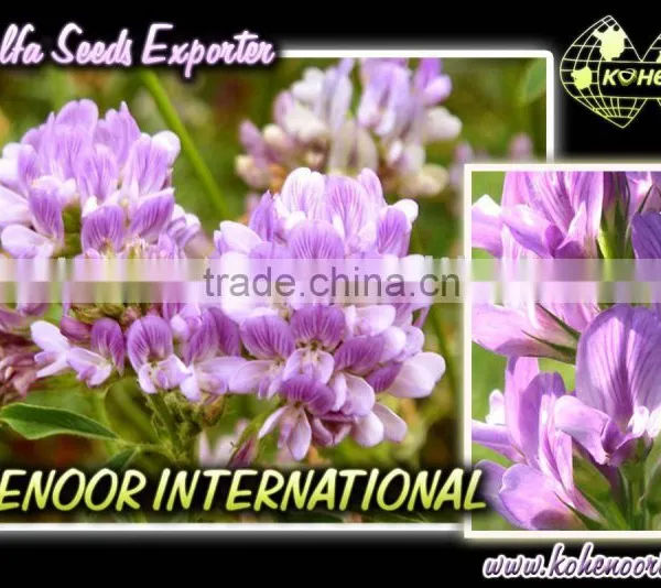 ALFALFA SEEDS BEST PRICE READY SHIPSTOCK photo-2