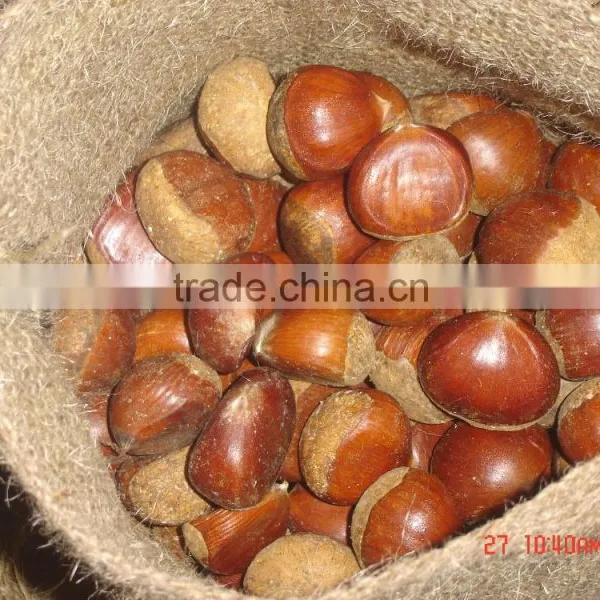 Raw Fresh Good Chestnuts Packed and Exported to Turkey photo-3