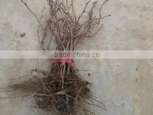 Easy Survival Putao Shu:The Grape Seedling photo-3