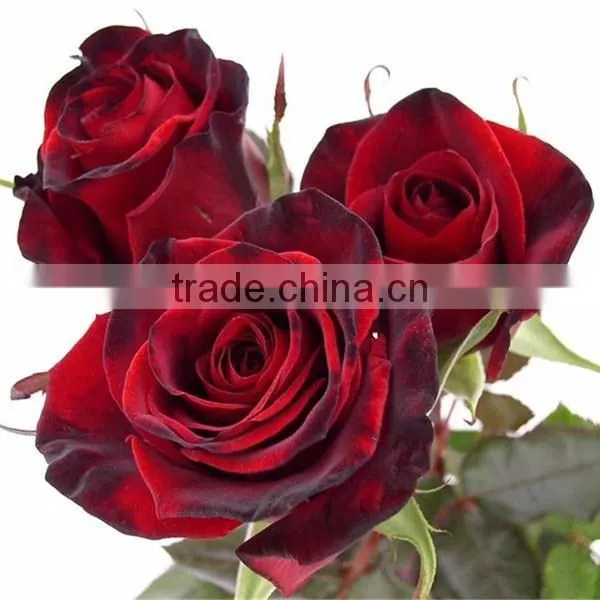 Export Fresh Cut Flowers Roses From China Online photo-2