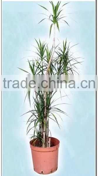 Palm Tree