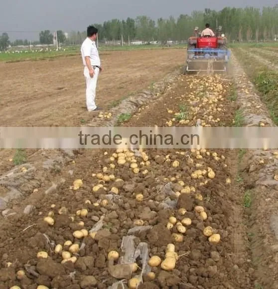 Research and Development of Manufacturers One Row Potato Harvester/ Cheap Price Mini Potato Harvester With Walking Tractor photo-5