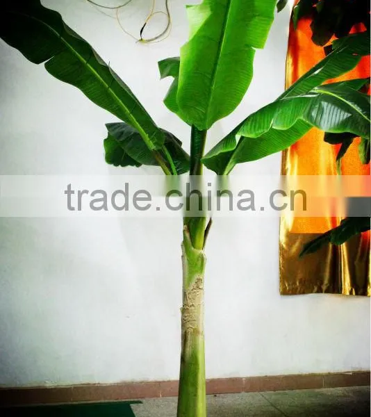Y8463-7-1LS ( 2014 Hot Sale Factory Direct Extra Large Banana Trees for Hotel Decoration ) photo-5