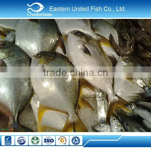 IQF Frozen Whole Round Golden Pomfret Fish photo-5