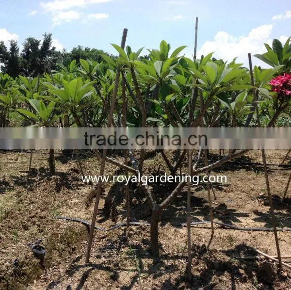 Plumeria Rubra(Red Frangipani) photo-2