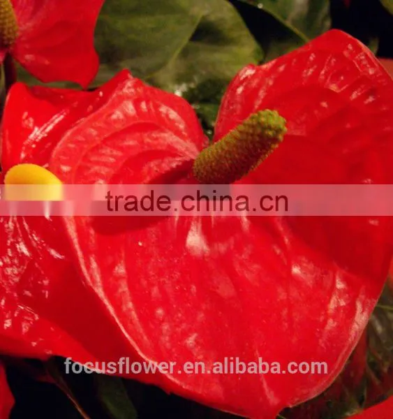 Top Selling Good Quanlity Natural Fresh Summer Special Red Anthurium Flowers From Yunnan photo-4