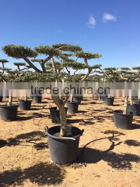 Olive Tree - Olea Europaea Mini Pompon photo-4