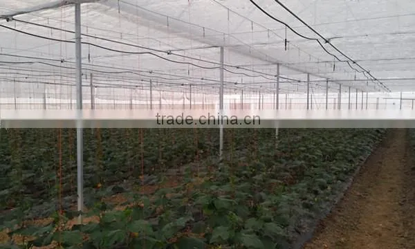 Large Green House Supplliers In China photo-2