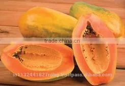 Fresh Papya Exporters in India photo-4