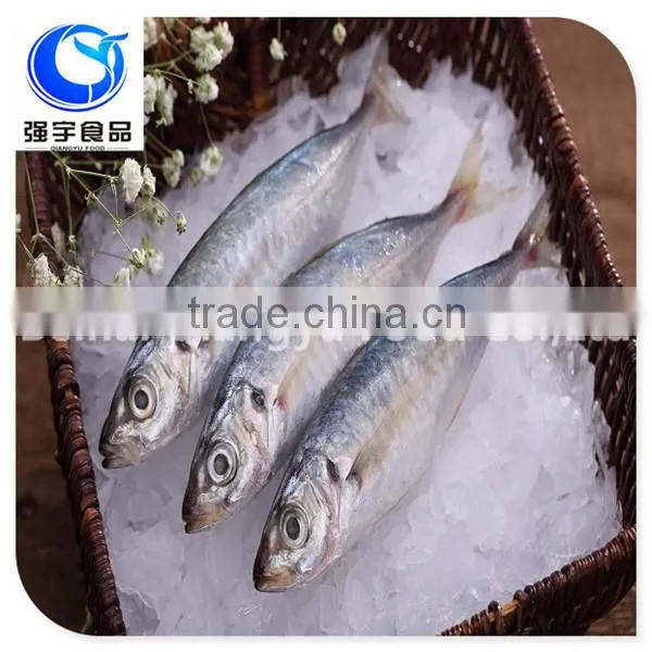 Frozen Seafood Exporters of Horse Mackerel in China