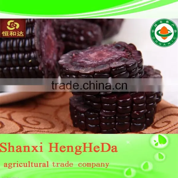 More Color Corn Supplier photo-2