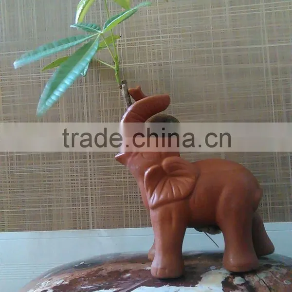 Elephant Pachira Ornamental Plants