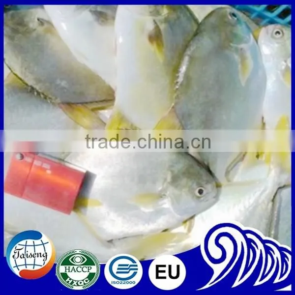 GRADE A Whole Round Frozen Golden/Black/silver Pomfret Fish Pomfret Fish photo-3