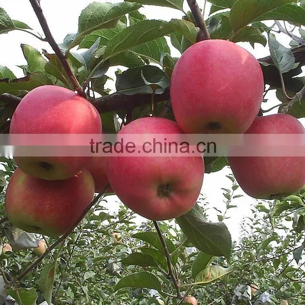 Fresh Chinese Qinguan Apple for Export photo-3
