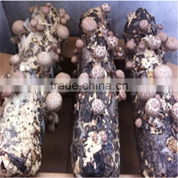 2016 Hot Selling Mushroom Prices,Shitake Mushroom Growing,Mushroom Logs photo-2